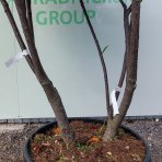 Vavrínovec lekársky (Prunus Laurocerasus) ´NOVITA´ - výška 190-220 cm, kont. C90L (-21°C) VIACKMENNÝ